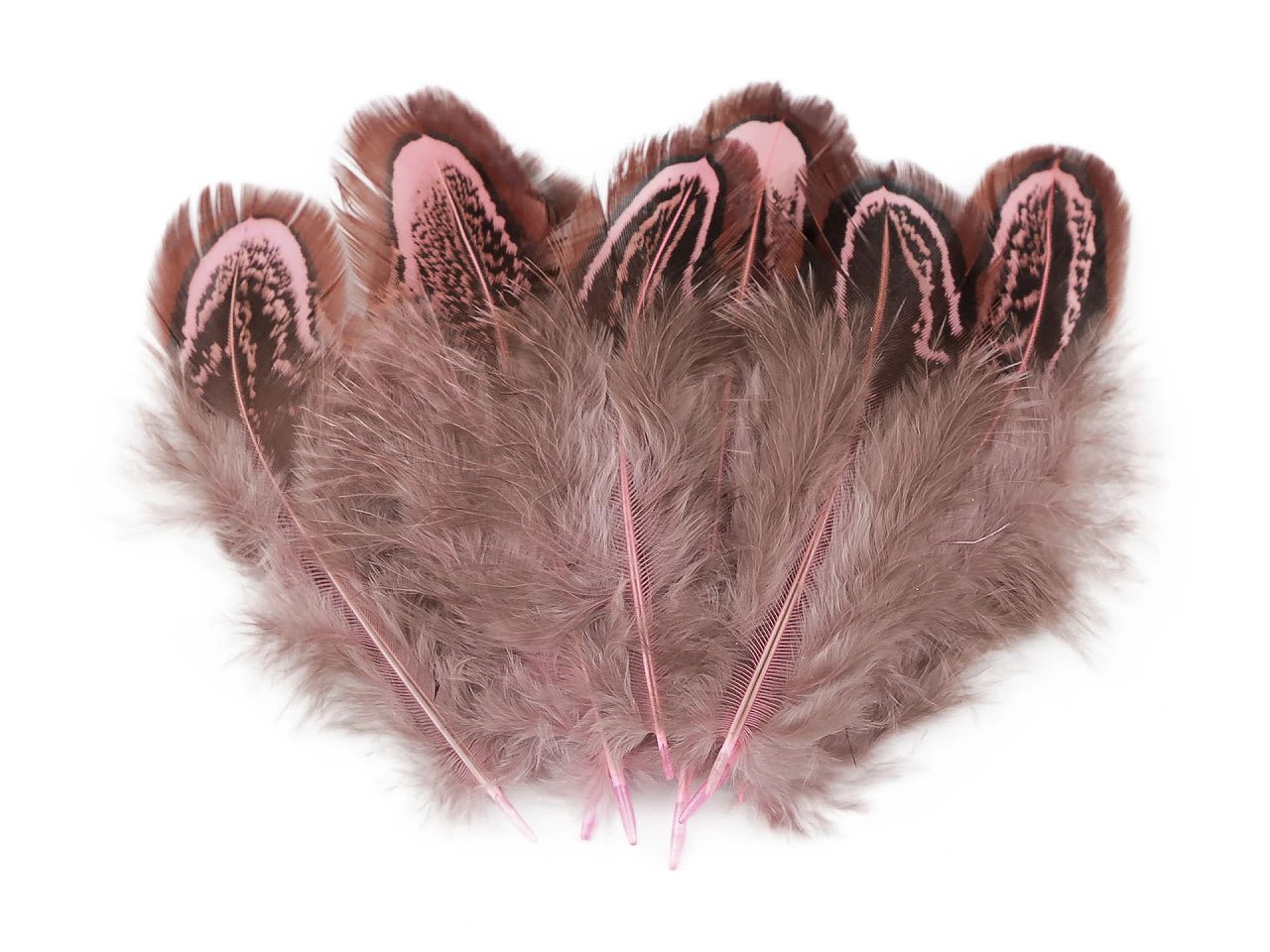 Image with pheasant feathers 5–7 cm – decorative natural feathers | various shades – available at Charlotte fabrics