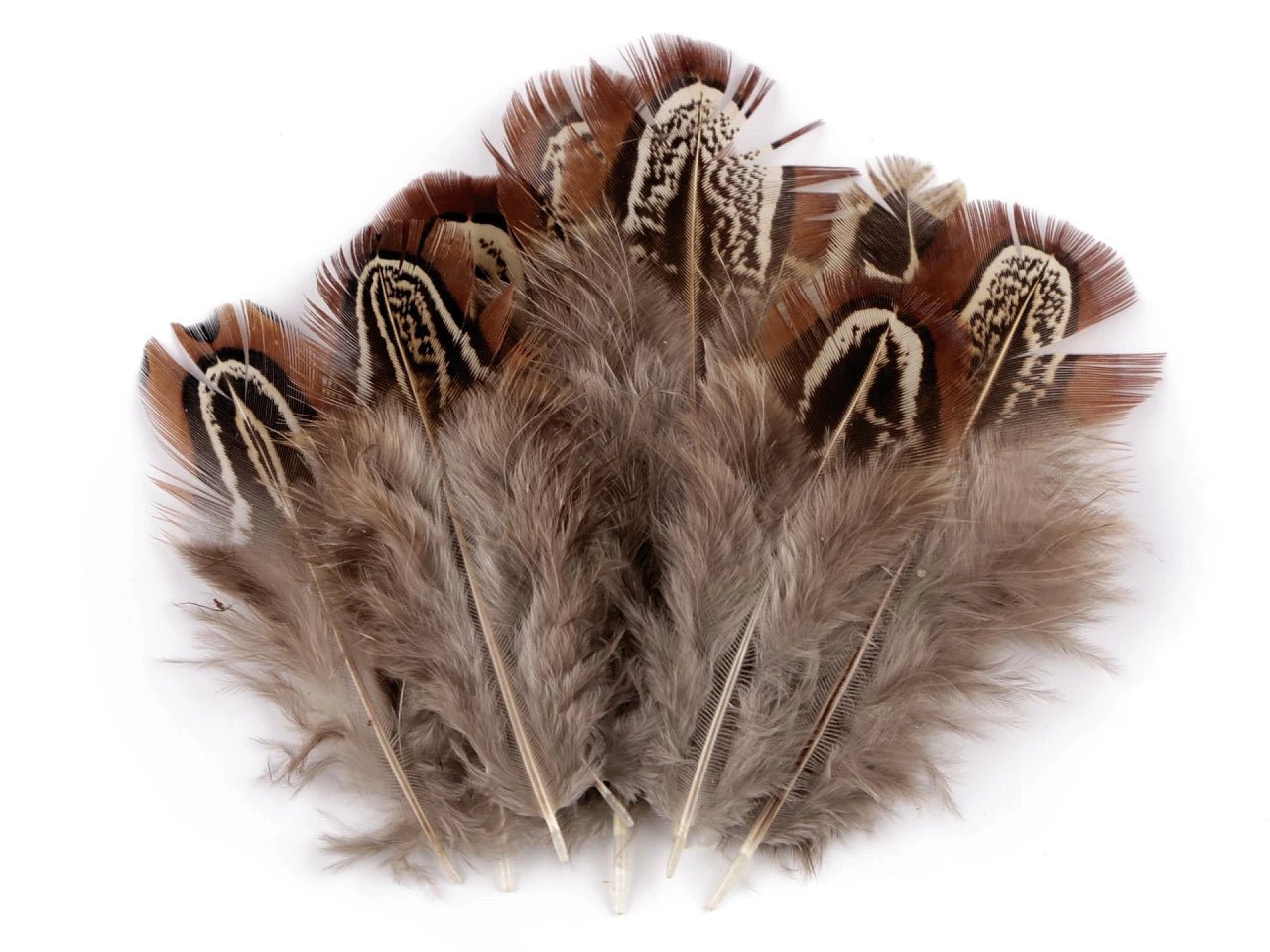 Image with pheasant feathers 5–7 cm – decorative natural feathers|various shades – available at Charlotte's Fabrics