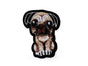 Pug dog